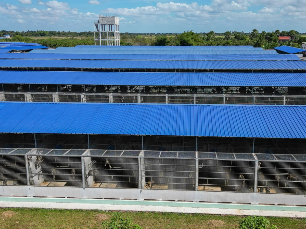 How a US Pharmaceutical Giant Pivoted Its Cambodian Primate Supply Chain to Canada Amid Federal Smuggling Probes
