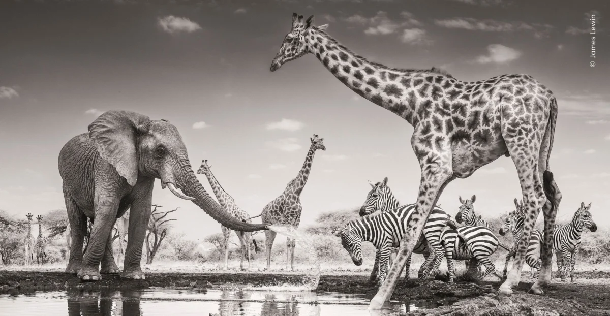 Monochromatic Mastery: Natural History Museum Announces Historic Winners of the 62nd Wildlife Photographer of the Year